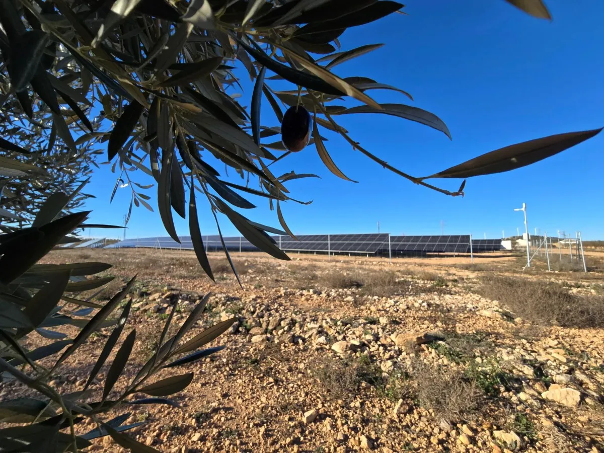 Olive branches framing a solar array on open land